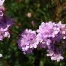 Fotografia 12 da espécie Armeria transmontana do Jardim Botânico UTAD