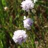 Fotografia 13 da espécie Armeria transmontana do Jardim Botânico UTAD