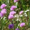 Fotografia 15 da espécie Armeria transmontana do Jardim Botânico UTAD