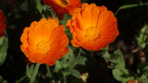 Fotografia da espécie Calendula officinalis