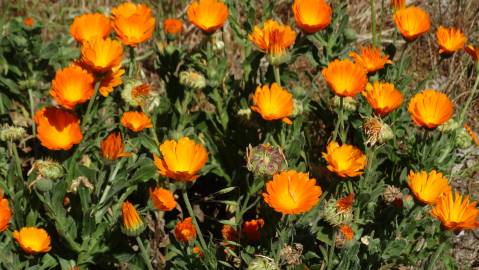 Fotografia da espécie Calendula officinalis