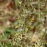 Fotografia 13 da espécie Capsella bursa-pastoris do Jardim Botânico UTAD