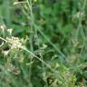 Fotografia 14 da espécie Capsella bursa-pastoris do Jardim Botânico UTAD