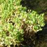 Fotografia 6 da espécie Montia fontana do Jardim Botânico UTAD