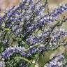 Fotografia 17 da espécie Anarrhinum bellidifolium do Jardim Botânico UTAD