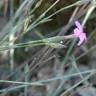 Fotografia 15 da espécie Dianthus lusitanus do Jardim Botânico UTAD