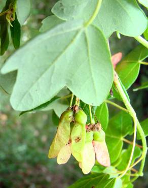 Fotografia 18 da espécie Acer monspessulanum no Jardim Botânico UTAD