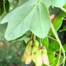 Fotografia 18 da espécie Acer monspessulanum do Jardim Botânico UTAD