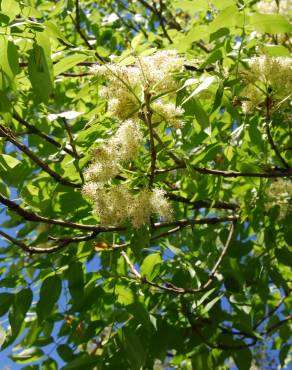 Fotografia 8 da espécie Fraxinus ornus no Jardim Botânico UTAD