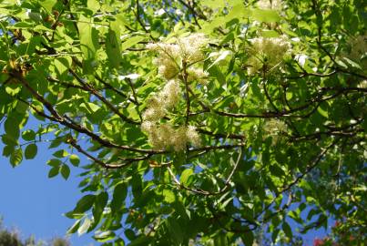 Fotografia da espécie Fraxinus ornus