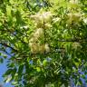 Fotografia 8 da espécie Fraxinus ornus do Jardim Botânico UTAD