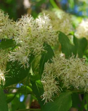 Fotografia 9 da espécie Fraxinus ornus no Jardim Botânico UTAD