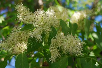 Fotografia da espécie Fraxinus ornus