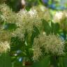 Fotografia 9 da espécie Fraxinus ornus do Jardim Botânico UTAD