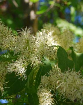 Fotografia 10 da espécie Fraxinus ornus no Jardim Botânico UTAD