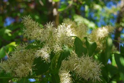 Fotografia da espécie Fraxinus ornus