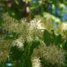 Fotografia 10 da espécie Fraxinus ornus do Jardim Botânico UTAD