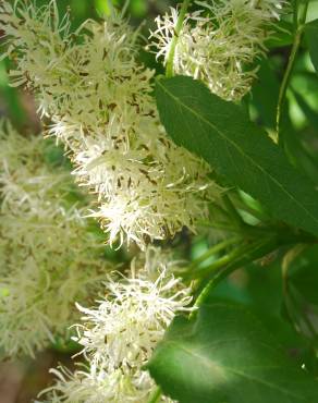 Fotografia 11 da espécie Fraxinus ornus no Jardim Botânico UTAD