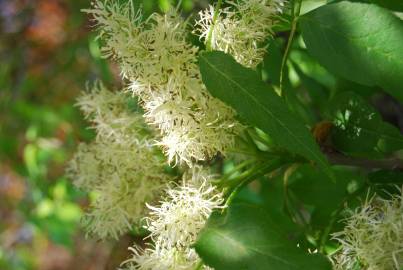 Fotografia da espécie Fraxinus ornus