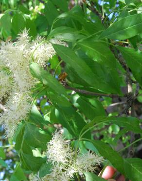 Fotografia 12 da espécie Fraxinus ornus no Jardim Botânico UTAD