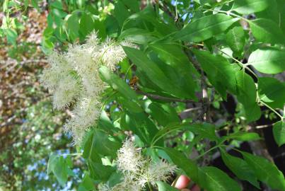 Fotografia da espécie Fraxinus ornus
