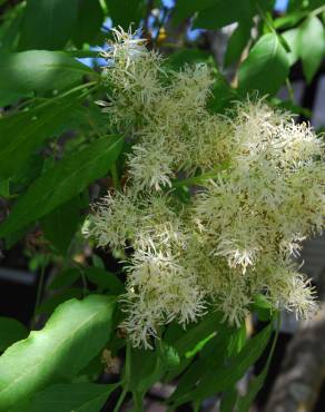 Fotografia 13 da espécie Fraxinus ornus no Jardim Botânico UTAD