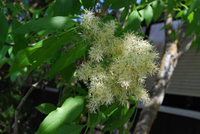 Fotografia da espécie Fraxinus ornus