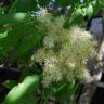 Fotografia 13 da espécie Fraxinus ornus do Jardim Botânico UTAD