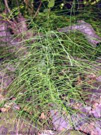 Fotografia da espécie Equisetum ramosissimum