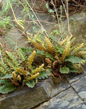 Fotografia 2 da espécie Asplenium ceterach no Jardim Botânico UTAD