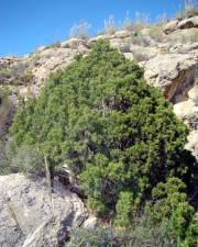 Fotografia da espécie Juniperus phoenicea