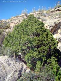 Fotografia da espécie Juniperus phoenicea