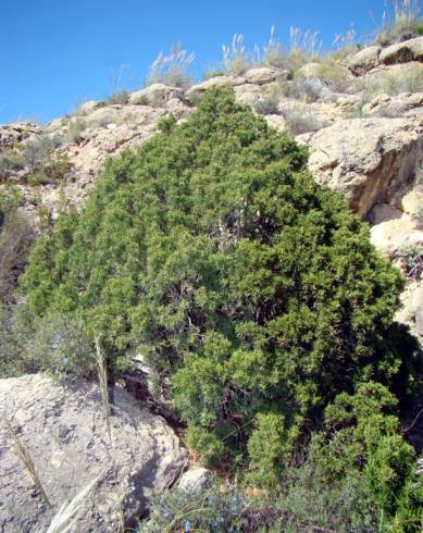 Fotografia de capa Juniperus phoenicea - do Jardim Botânico