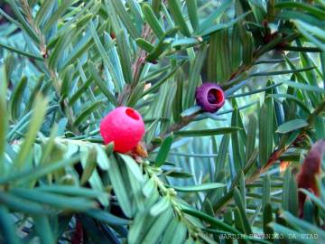 Fotografia da espécie Taxus baccata