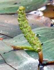 Potamogeton nodosus subesp. nodosus var. nodosus