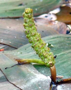 Fotografia 1 da espécie Potamogeton nodosus subesp. nodosus var. nodosus no Jardim Botânico UTAD