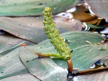 Fotografia da espécie Potamogeton nodosus subesp. nodosus var. nodosus