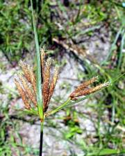 Fotografia da espécie Cyperus longus