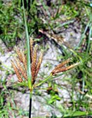 Cyperus longus