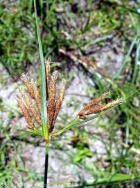 Fotografia da espécie Cyperus longus
