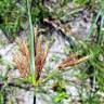 Fotografia 1 da espécie Cyperus longus do Jardim Botânico UTAD