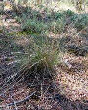 Fotografia da espécie Agrostis curtisii