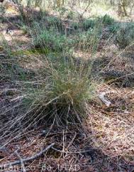 Agrostis curtisii