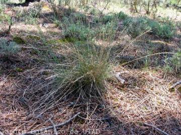 Fotografia da espécie Agrostis curtisii