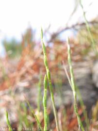 Fotografia da espécie Micropyrum tenellum