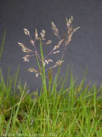 Fotografia da espécie Poa trivialis subesp. trivialis