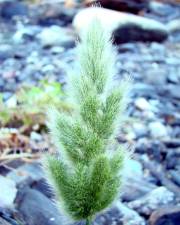 Fotografia da espécie Polypogon viridis