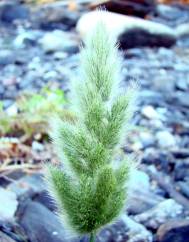 Polypogon viridis