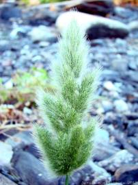 Fotografia da espécie Polypogon viridis