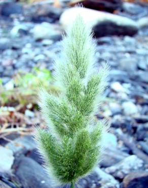 Fotografia 1 da espécie Polypogon viridis no Jardim Botânico UTAD